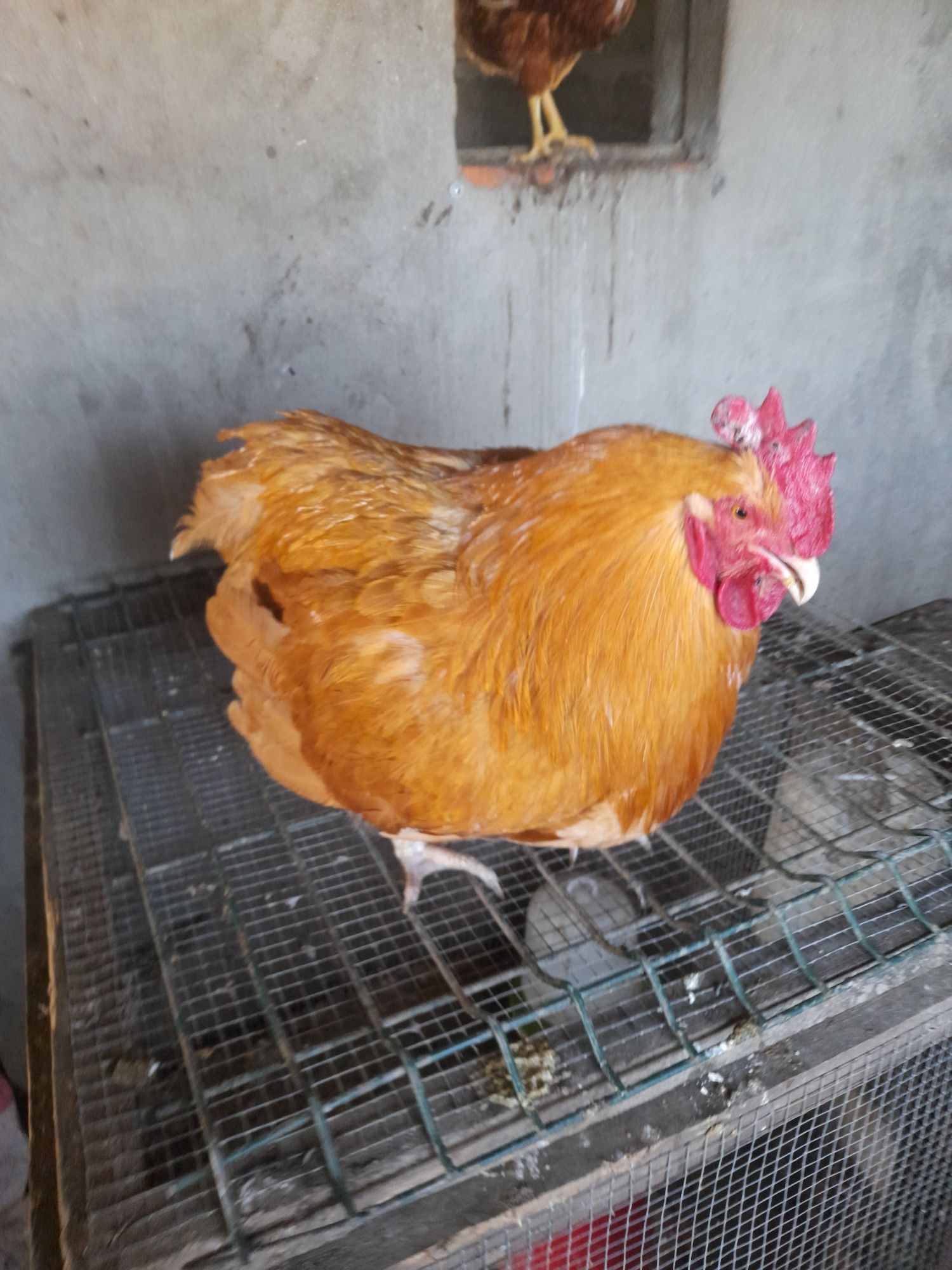 Galo de raça Orpington  e também tenho ovos