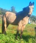 cavalo baio com 8 anos muito manso montada engatada 1 58