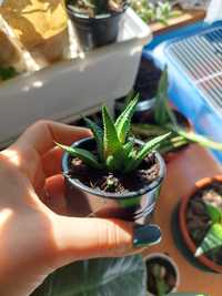 Haworthia Limifolia - suculenta