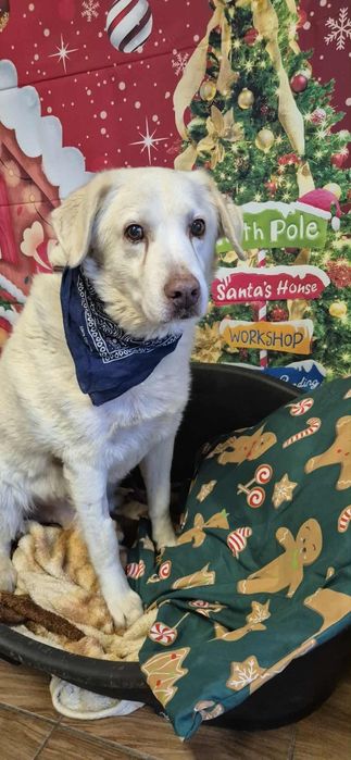 Cudowny senior do adopcji