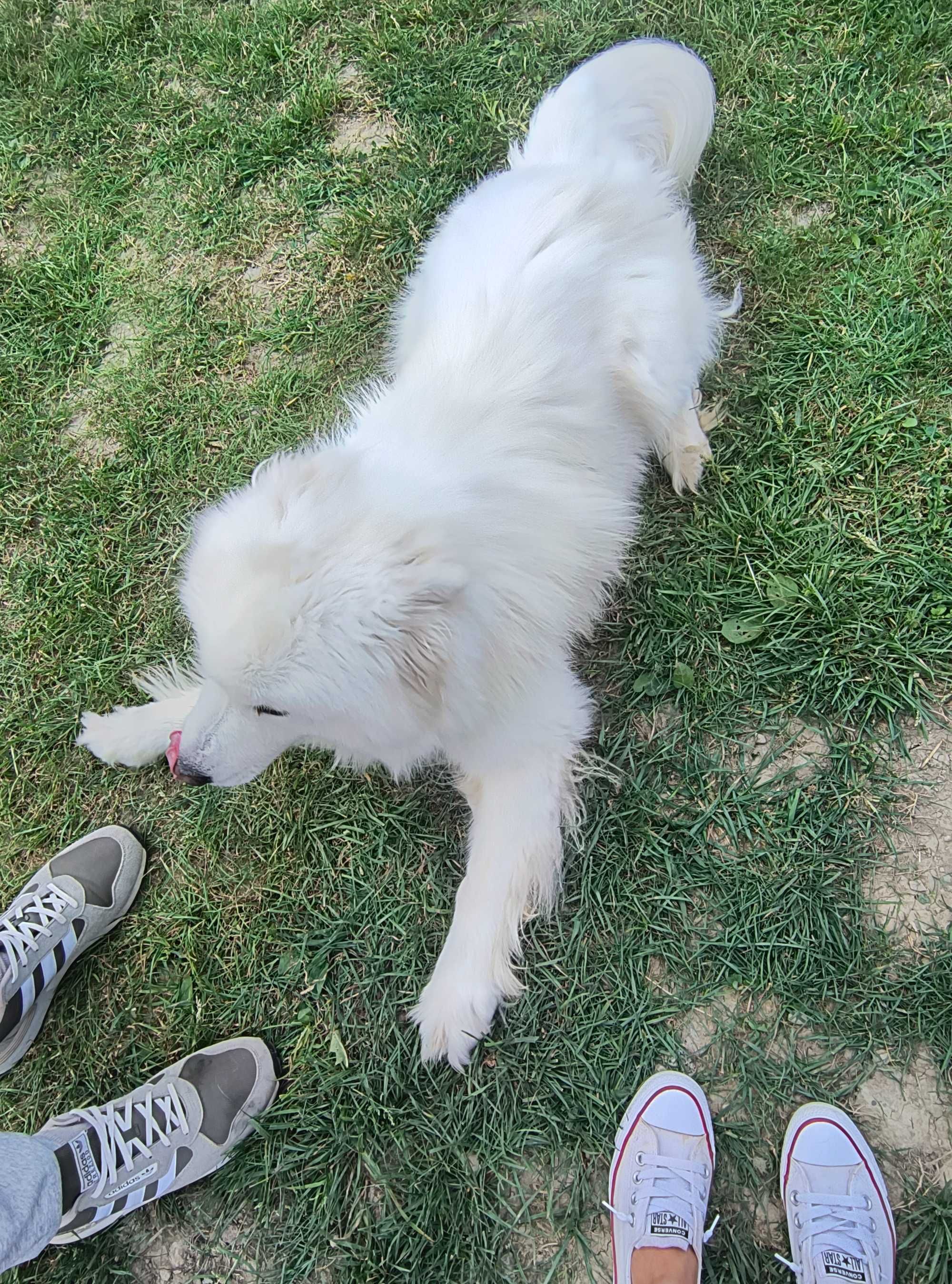 Samoyed pies biały