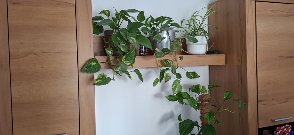 Móveis de sala em bom estado