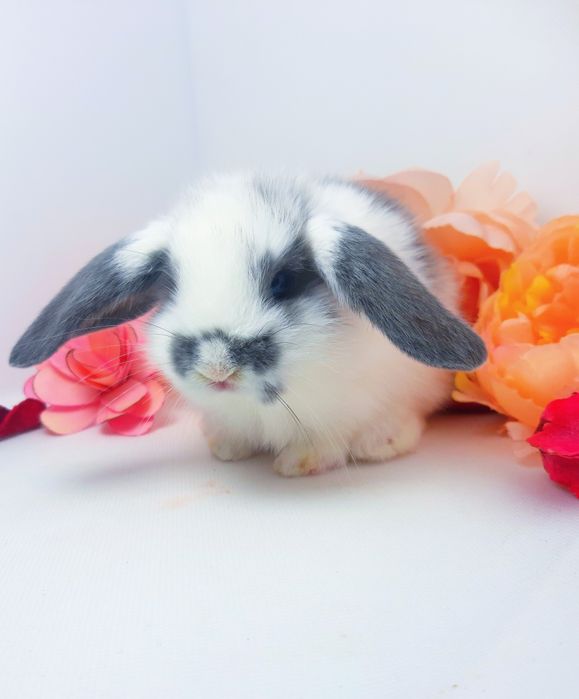 Карликовые мини кролики,міні баранчик,декоративные,карликовий