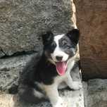 Border collie tricolor macho