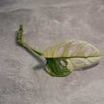 Monstera Adansonii Variegata - sadzonka pędowa