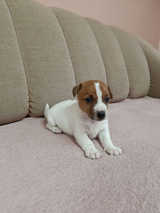 Śliczna suczka Jack Russell Terrier