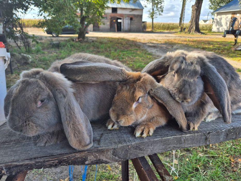 Króliki różnej wielkości