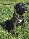 Cane Corso Italiano