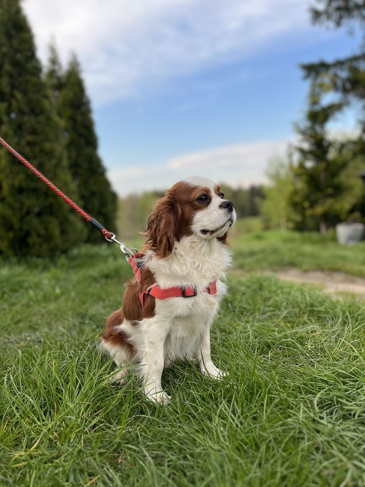 Cavalier King Charles Spaniel