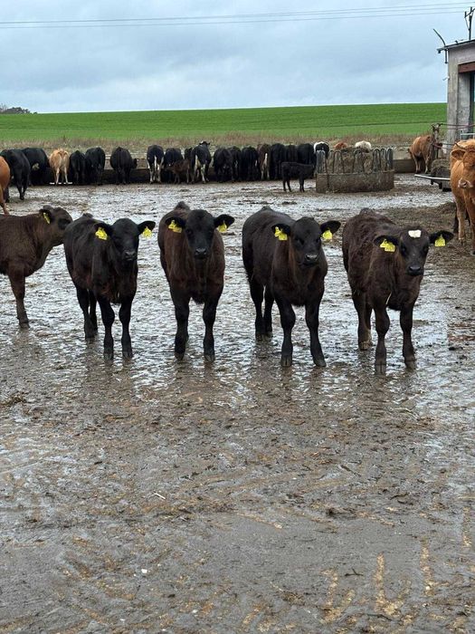 Cielaki- BYCZKI I JAŁÓWKI Rasa Mięsna 50% AA — Krajowa Hodowla!