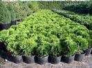 Tuja danica idealna kula w doniczkach 1,5l