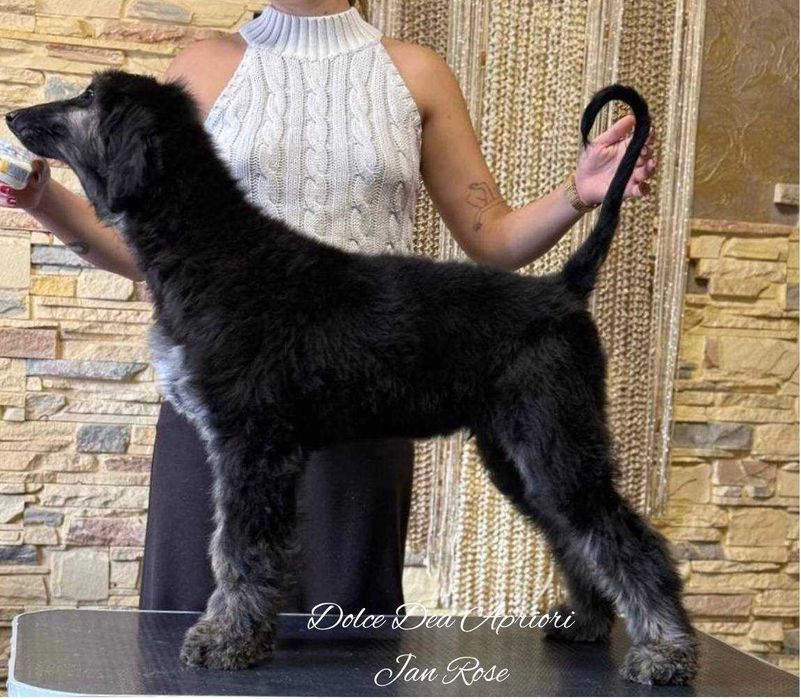 Щенки Афганской  Борзой