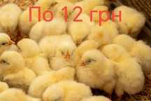 Несушка Курчата Цыплята Циплята ДОБОВІ Півники Півні Петухи Петушки