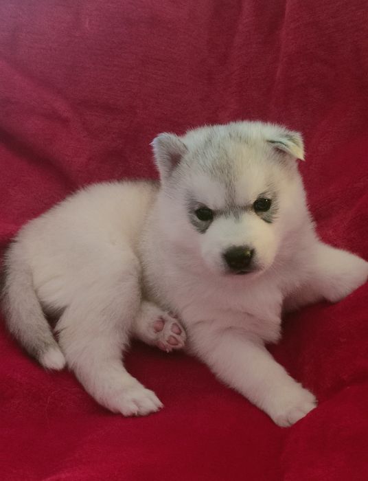 Szczenięta siberian husky najwyższej klasy ZKwP FCI