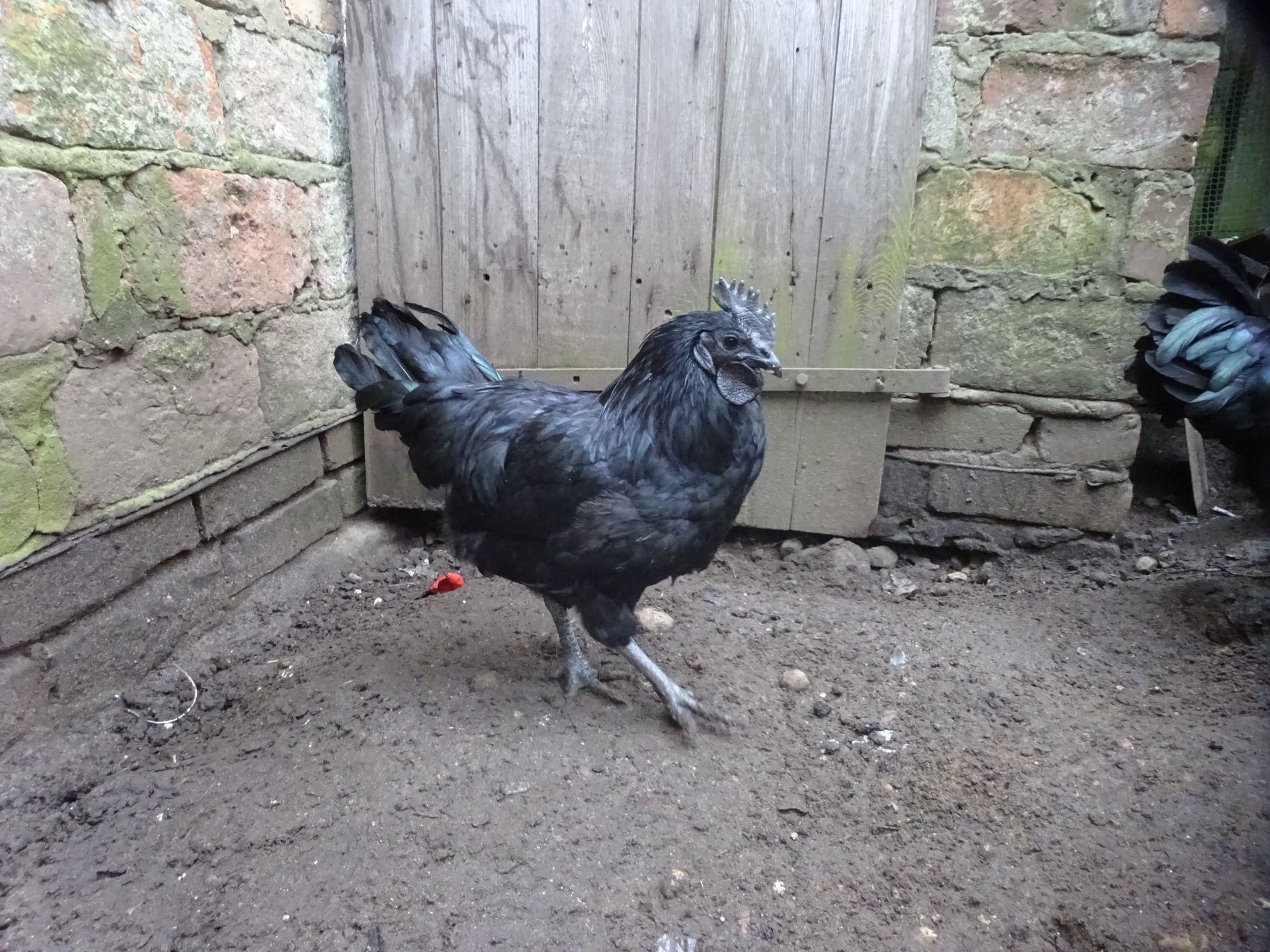 Ayam Cemani - młody kogut