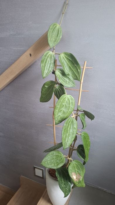 Hoja Macrophylla, sadzonka cięta