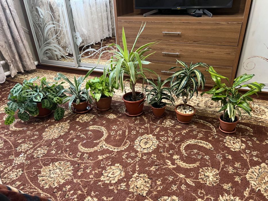 Калатея, Маранта, Драцена, Юкка, Сингониум, Калла - всі дорослі