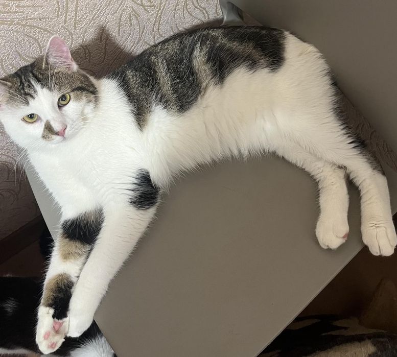 Отдам кота в хорошие руки