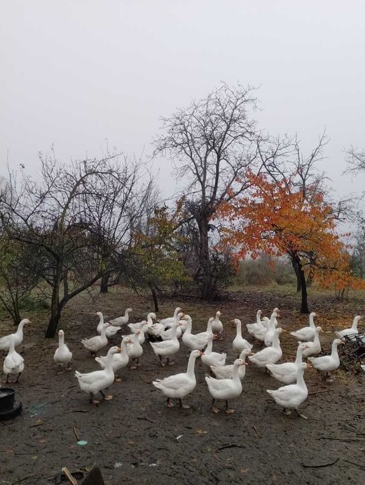 sprzedam gęsi biała kołudzka