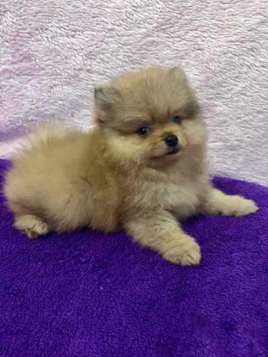 Lulu da Pomerânia Olhos Claros