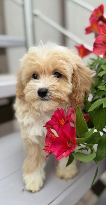 Міні Мальтипу ВИГІДНО‼️Є в різних окрасах Мальтипу мини f1 Мальтипу ф2