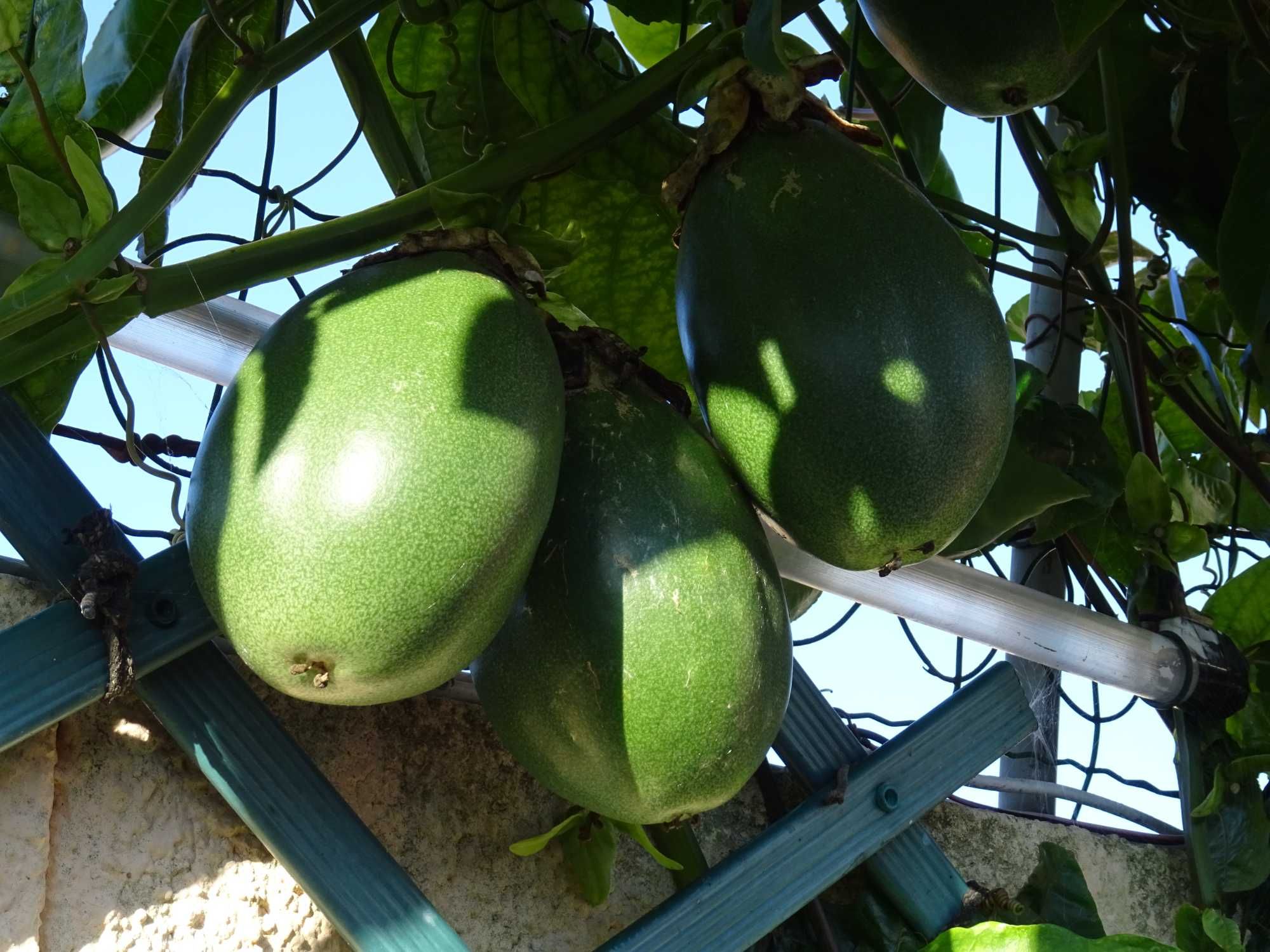 plantas de maracuja  alata amarelo gigante