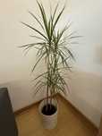 Planta Dracaena Marginata / Dracena Madagascar