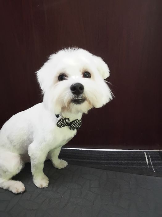 Reproduktor maltańczyk