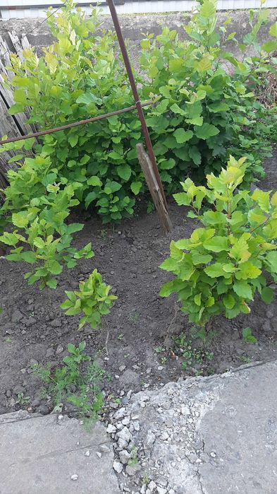 Боярышник саженцы