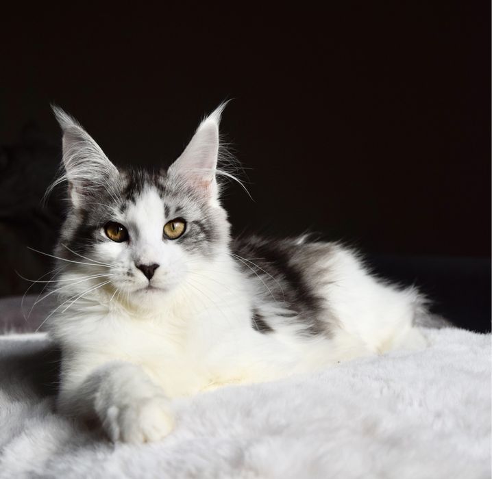Wyjątkowa, duża kotka maine coon, hodowla FPL