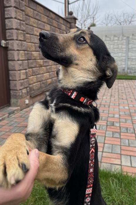 Щенок, цуценя дівчинка 7 місяців. Стерилізована