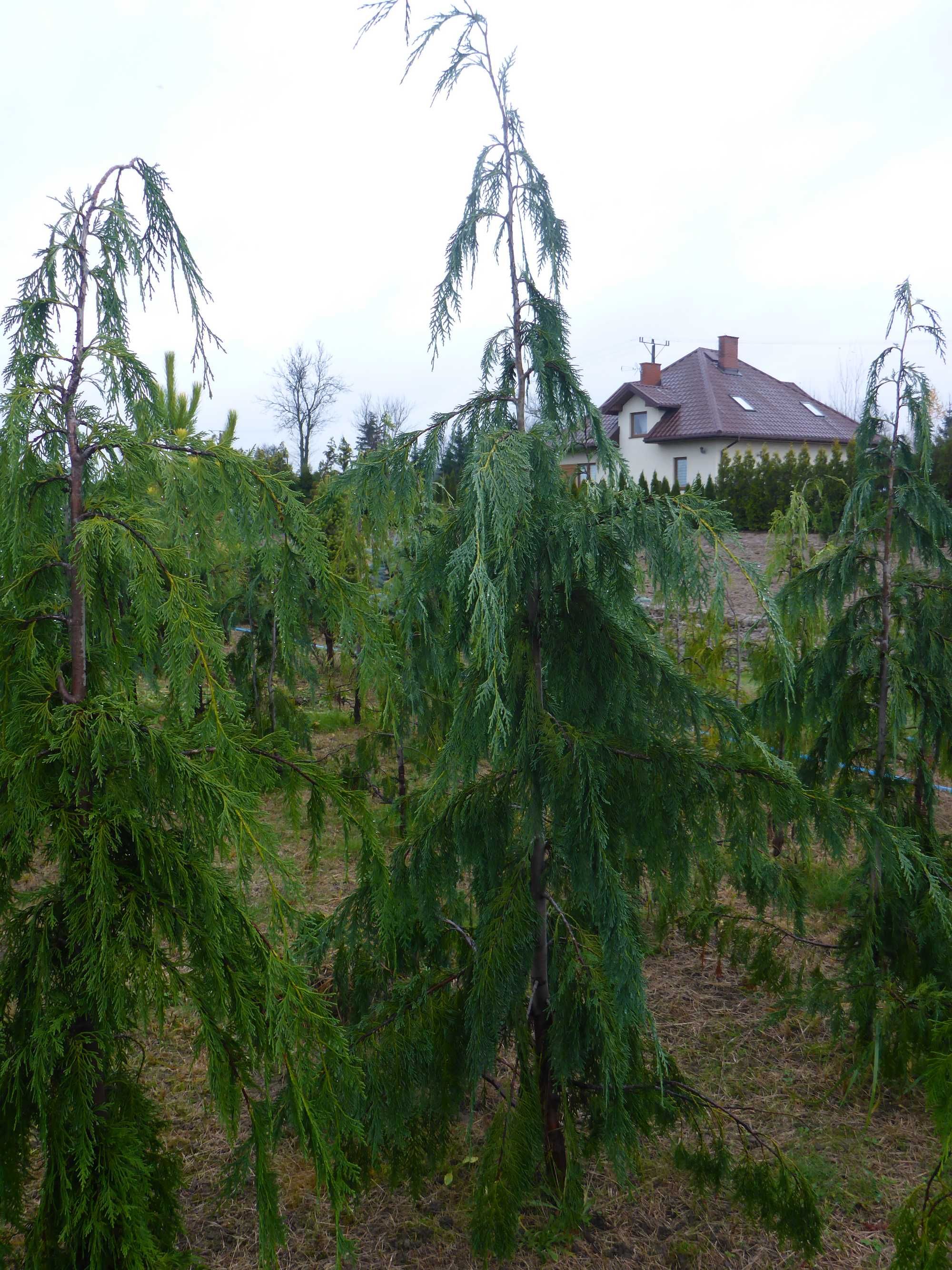 200cm cyprys CYPRYSIK nutkajski _ KLIPPERT pendula JUBILE _ baba jaga