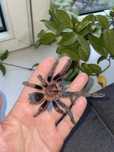Pająk ptasznik Phormictopus sp. Dominican Purple L1