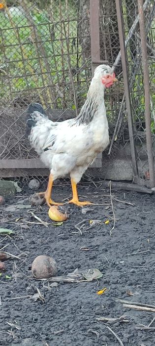 Півні на держання, або на мясо