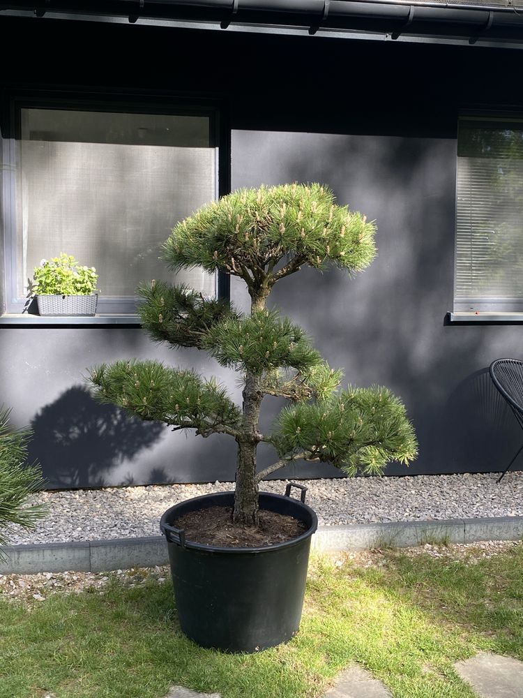 Sosna czarna formowana bonsai pinus nigra niwaki drzewo drzewko