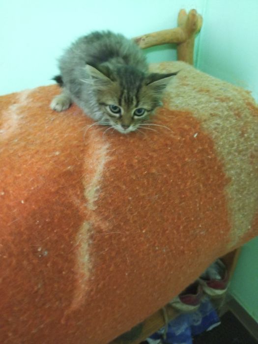 Кошенята в добрі руки