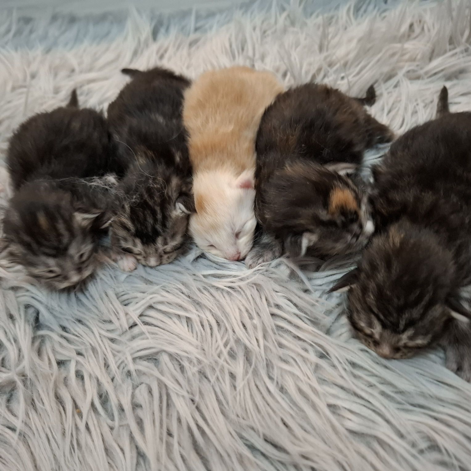 Koty Maine Coon Mco do rezerwacji