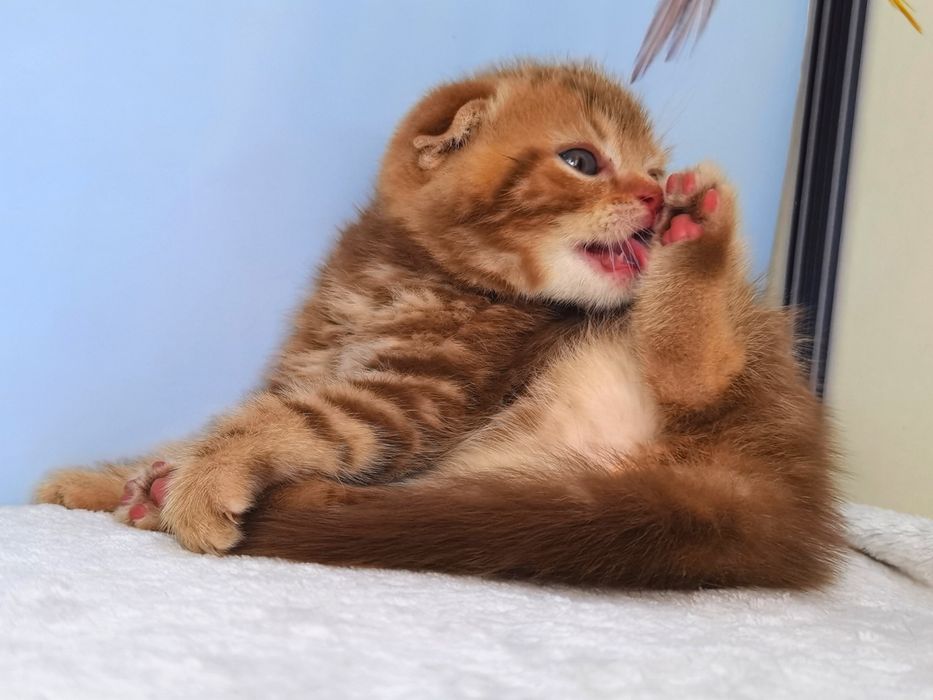 Цинамонове висловухе кошеня з документами клубу