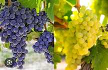 Uvas do DOURO Vinhateiro