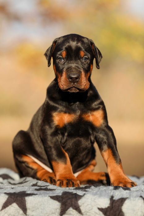 Доберманчики от крупных родителей