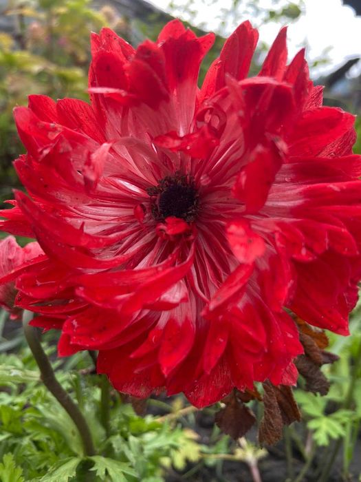 Анемони корончаті-квіти весни