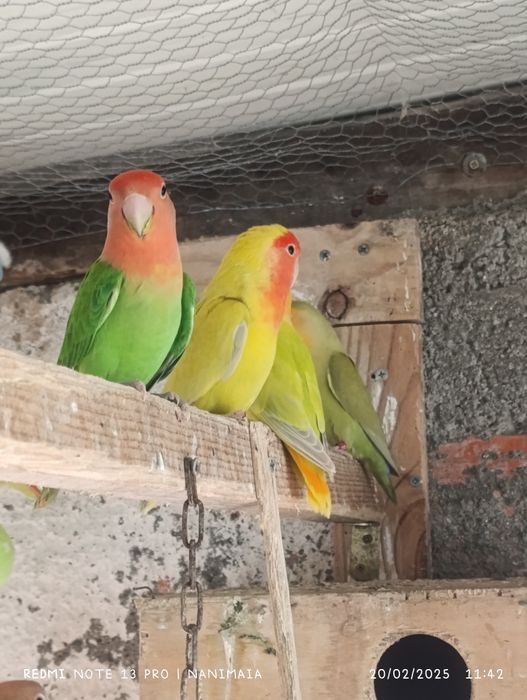 Agapornis longfeather