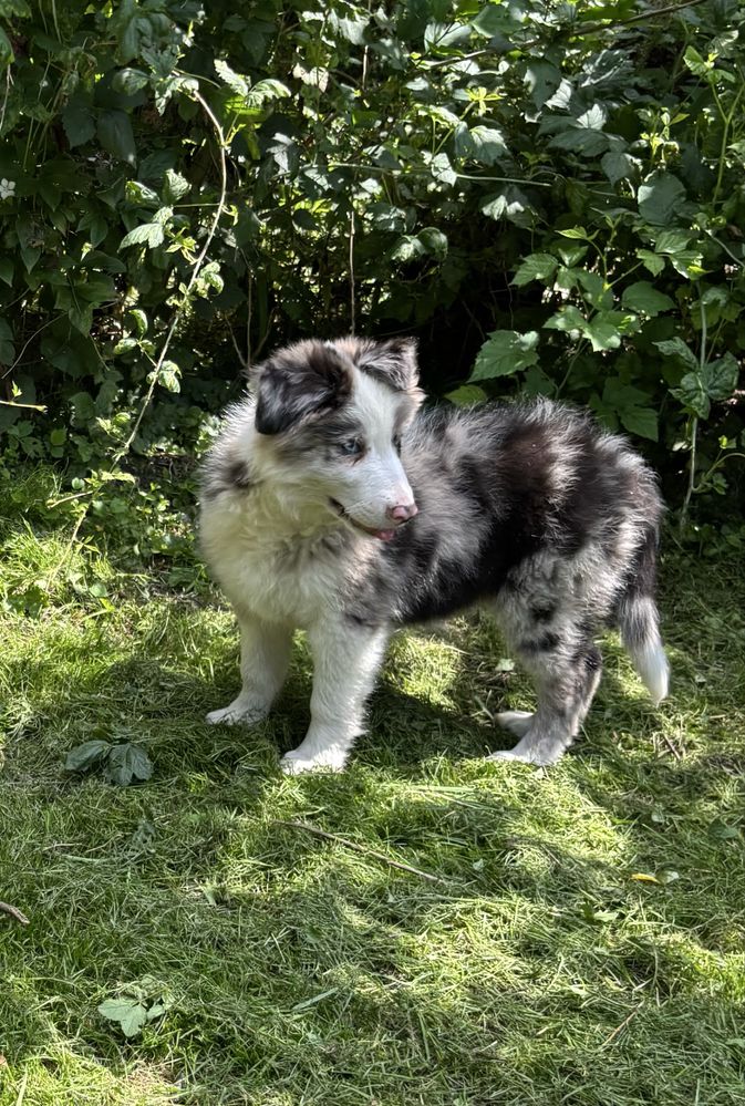 Border collie- piesek blue-merle