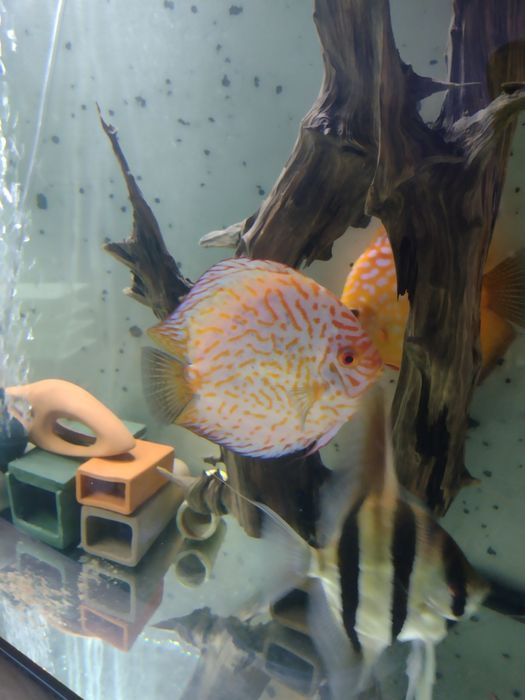 Sprzedam dyskowca Pigeon