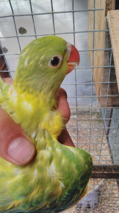 Tenho ringnek para  vender