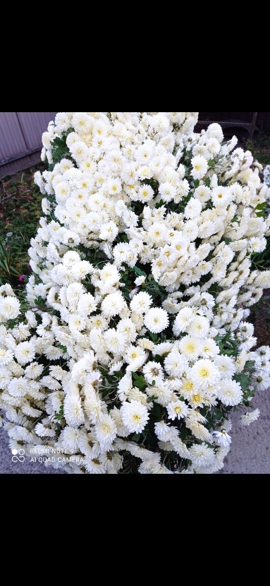 Хризантеми білі, кущик