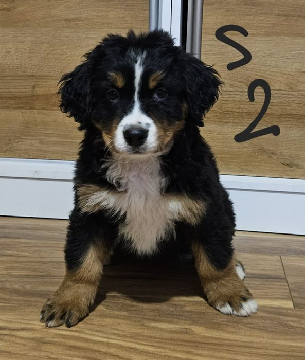 Szczeniak Berneński Pies Pasterski