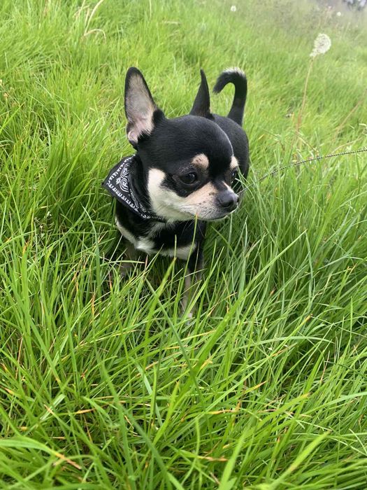 Красавчик Чихуахуа Вязка