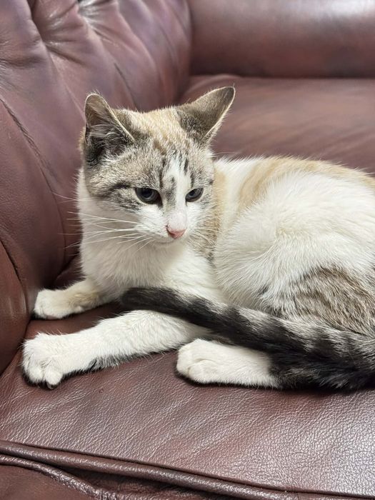 Шиаарний котик камтрований 4 міс