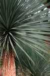 Yucca rostrata egzotyczna mrozoodporna –20°C juka (wysyłka OLX)